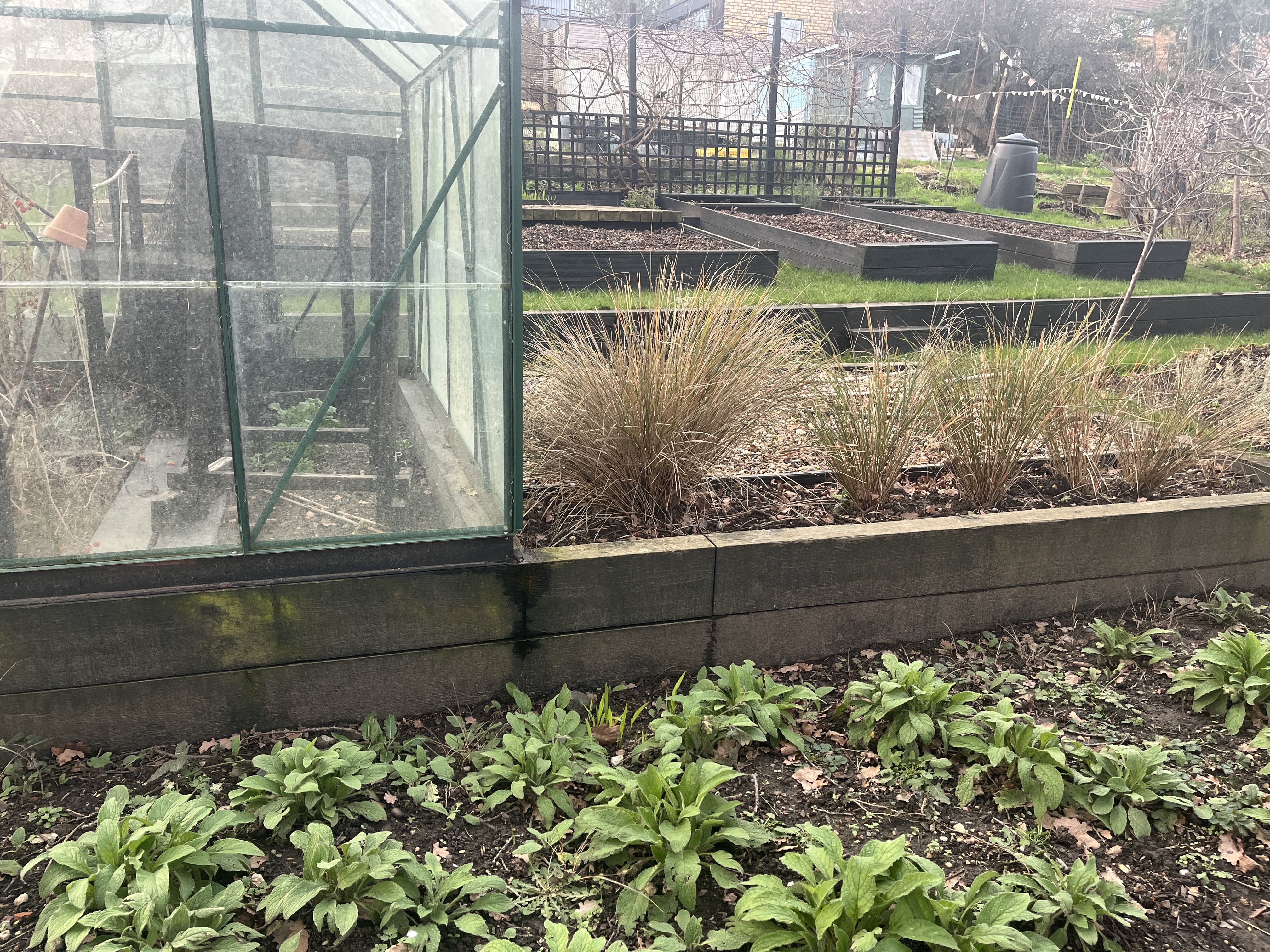 The plot next door with some lovely terracing