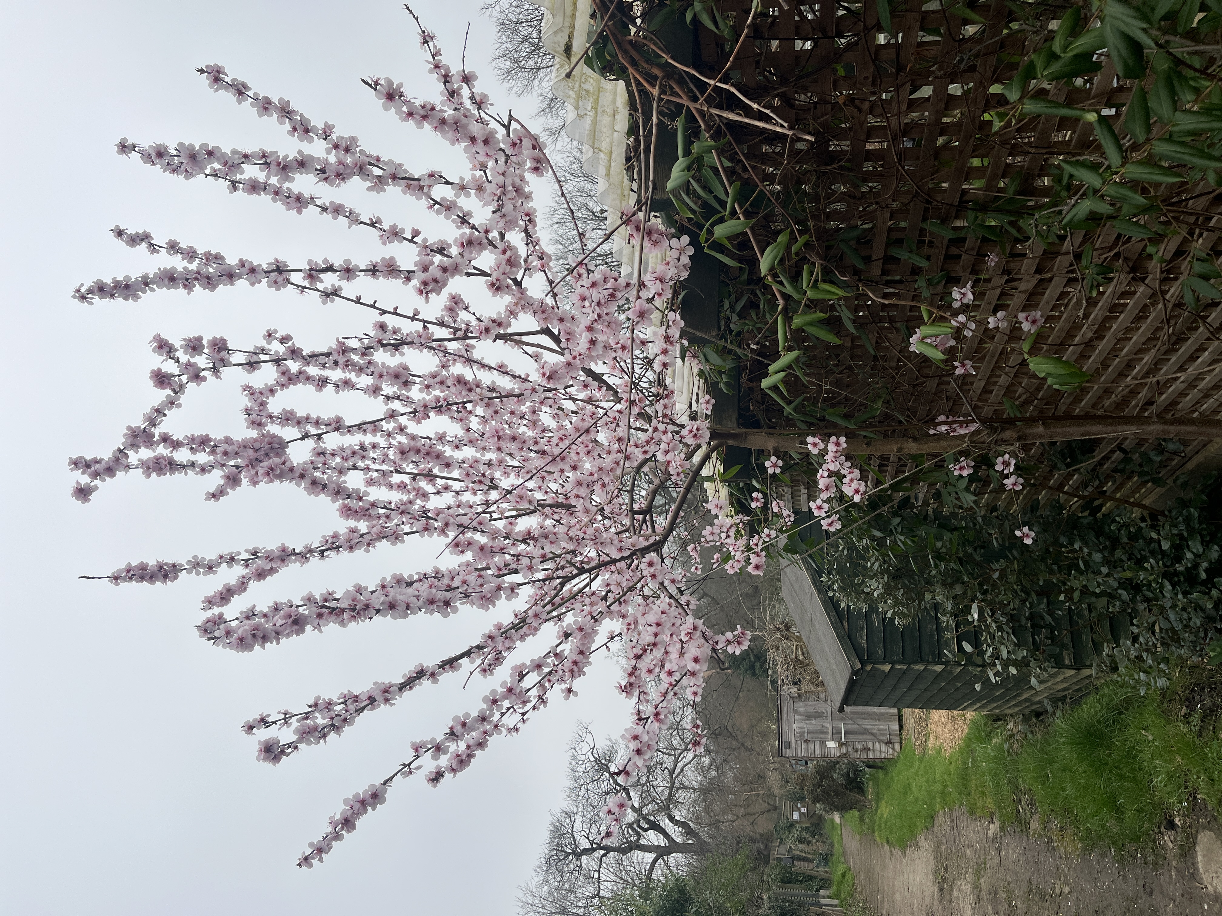 More of the blossom along the path