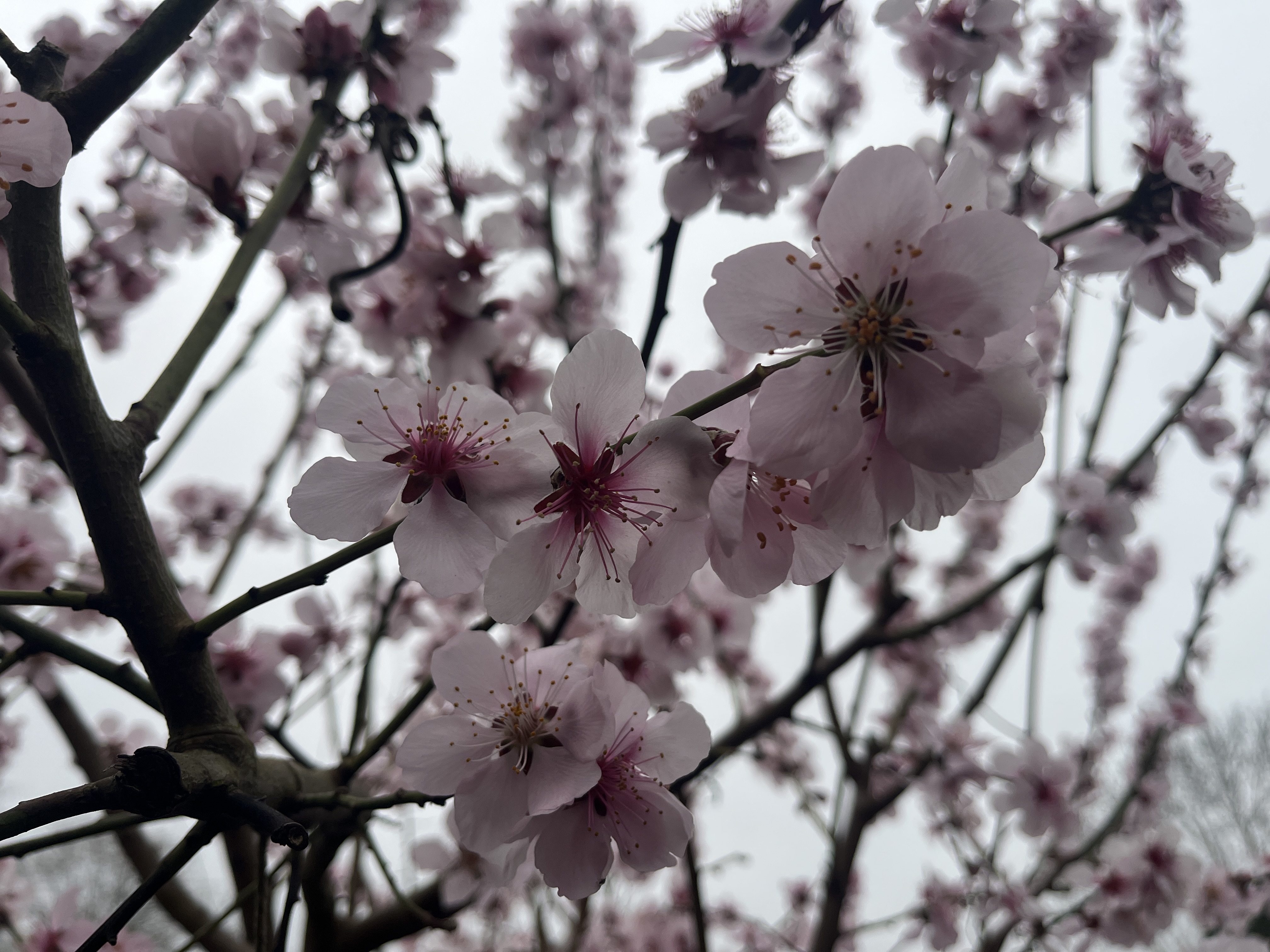 Cherry blossom on the main path