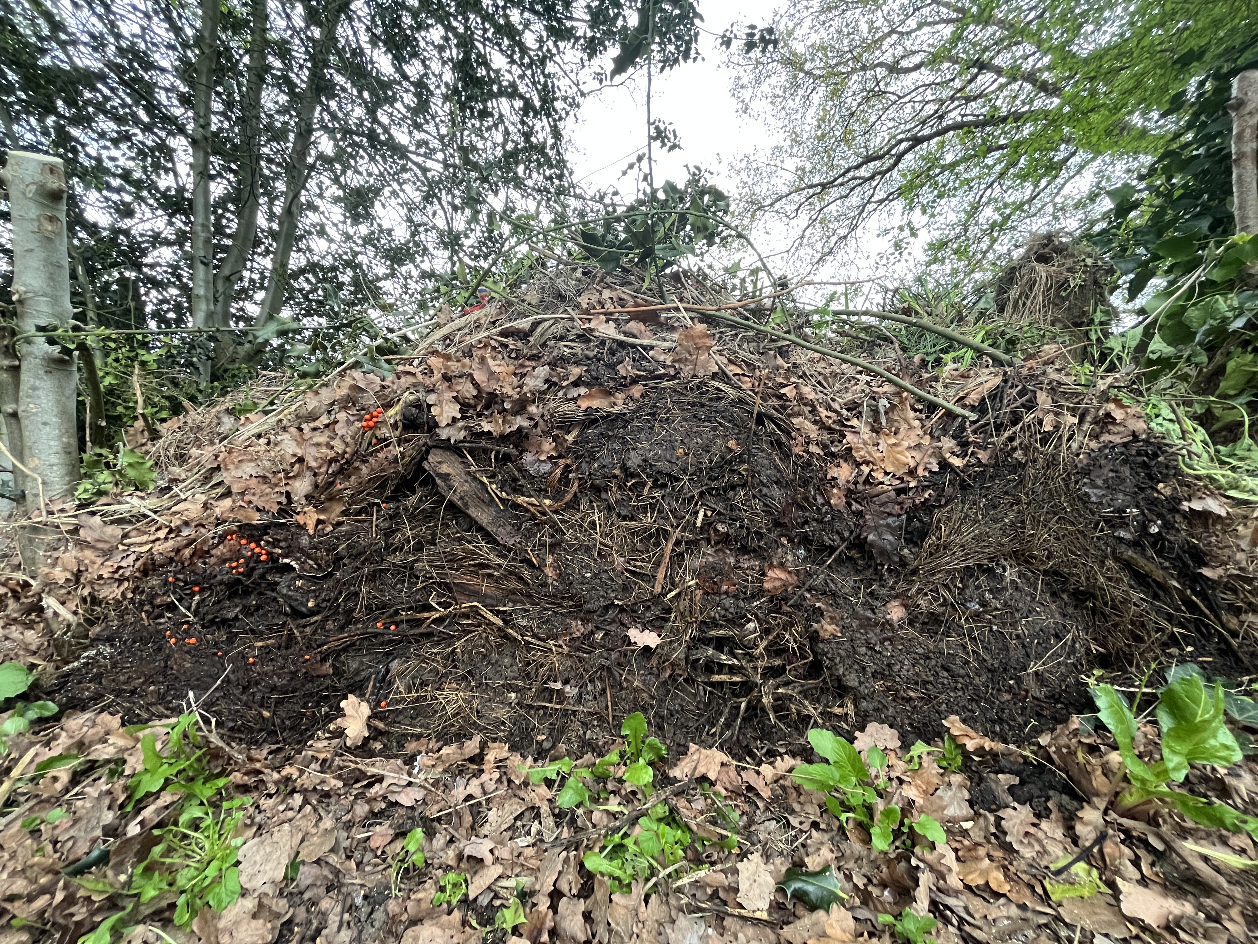 Getting it going with compost from the old heap