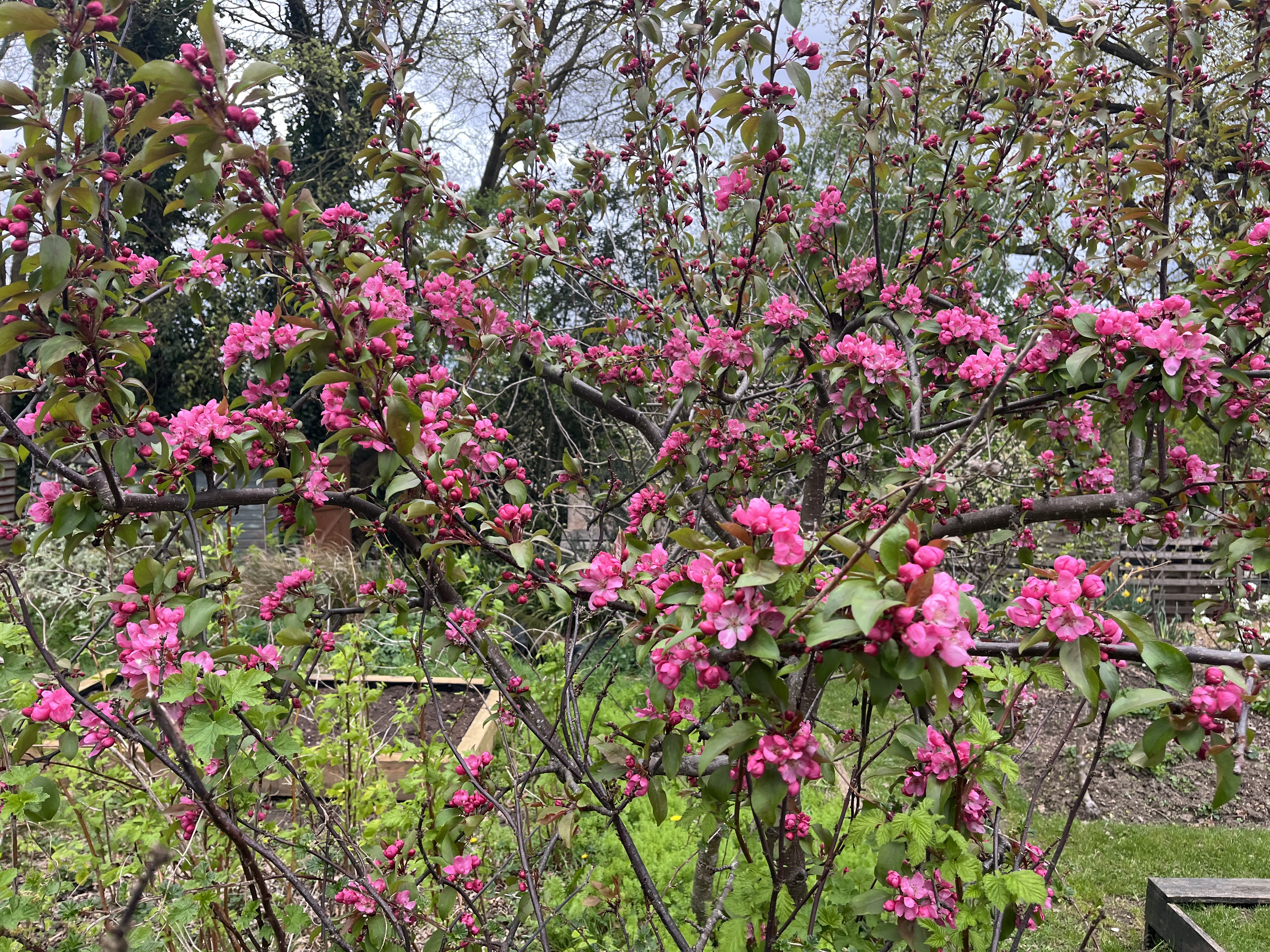 A closer look at the crab apple blossom