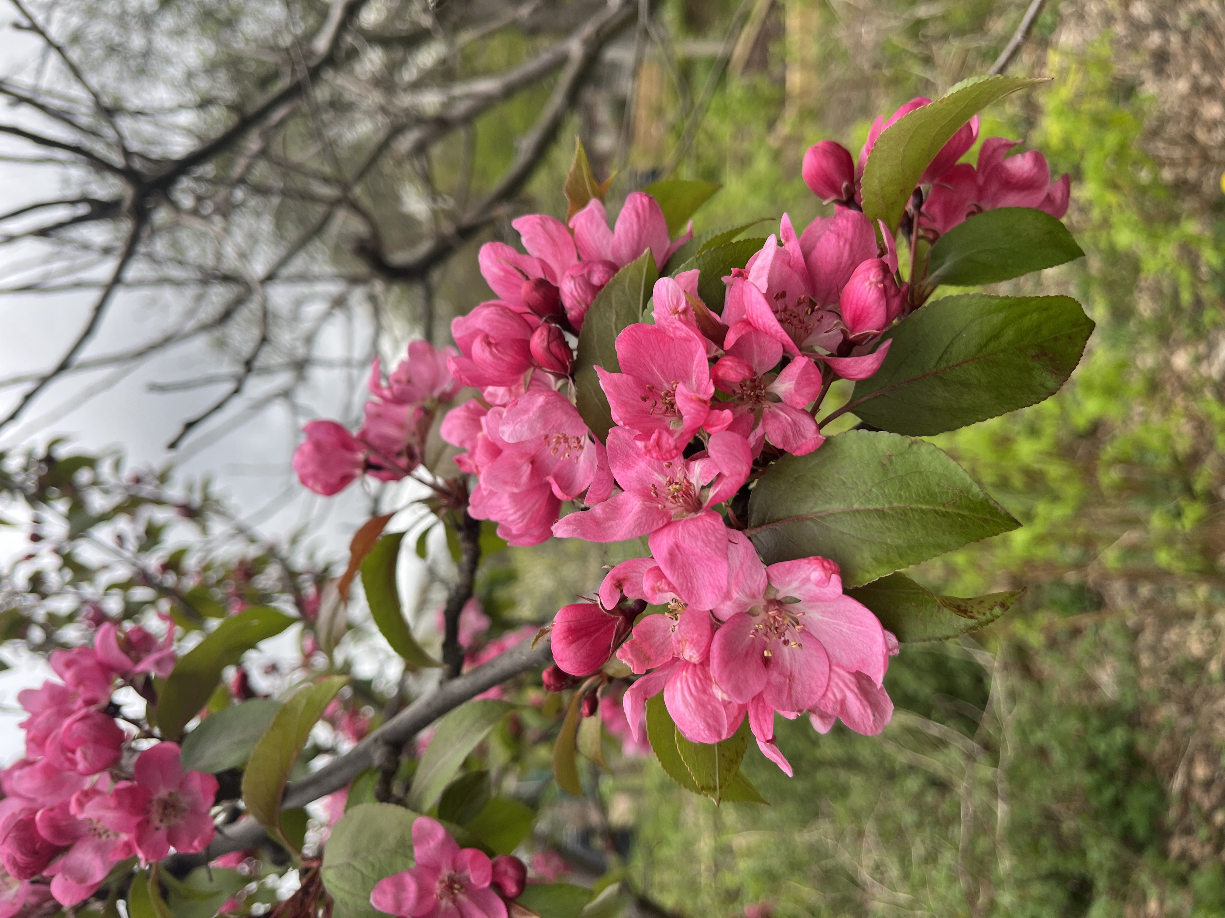 Crab apple blossom on the plot