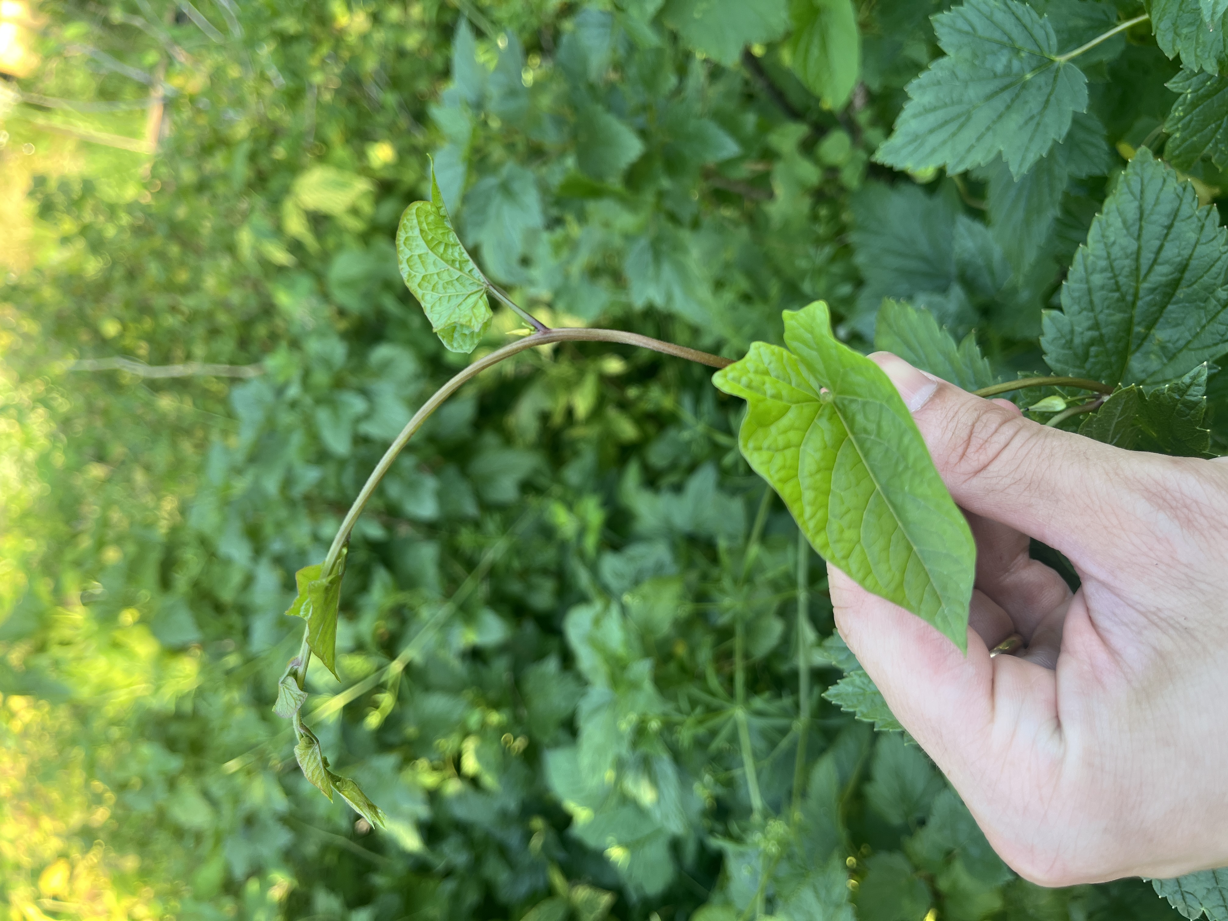 A length of bindweed pulled up from the plot