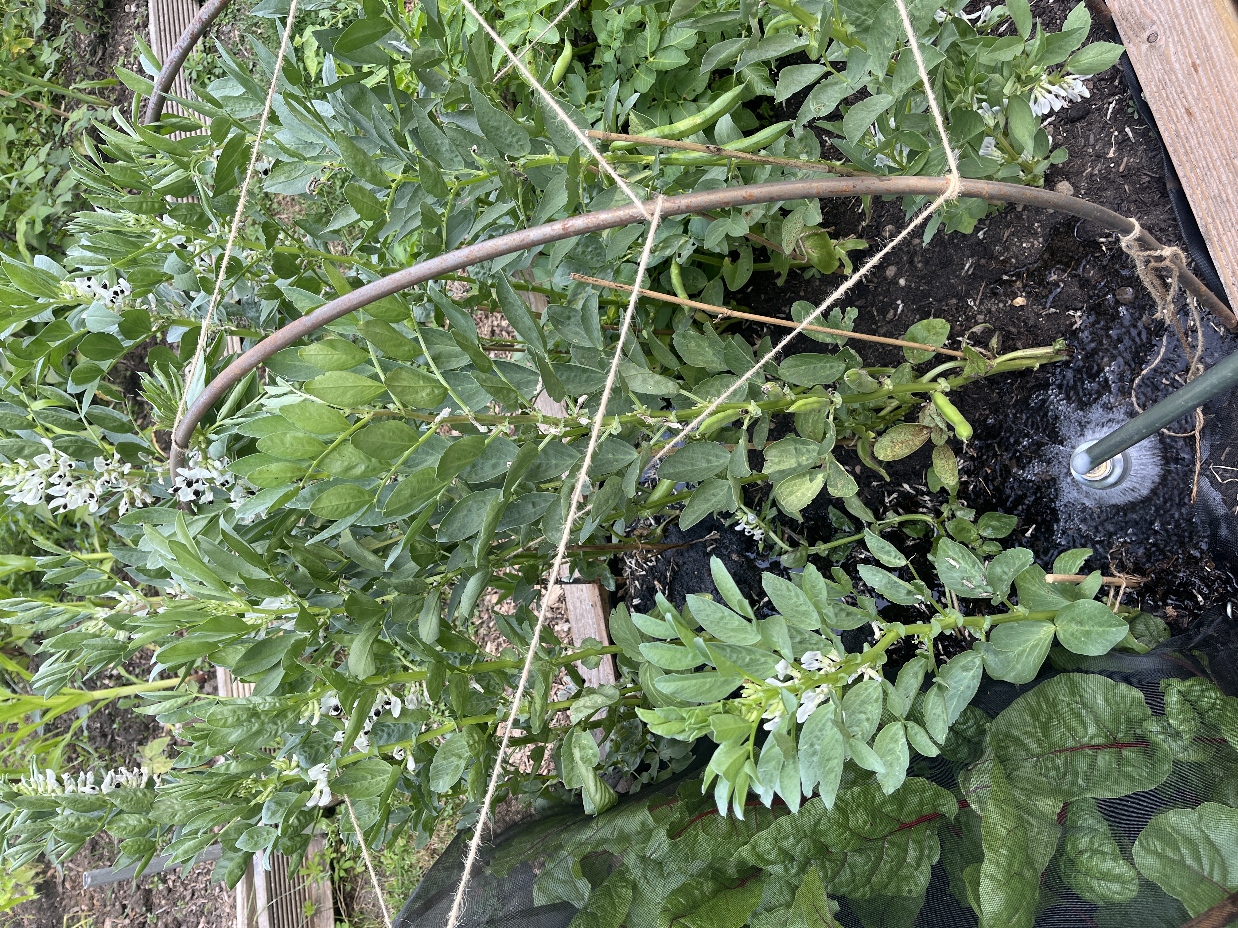 Broad beans tied to bamboo, flowering