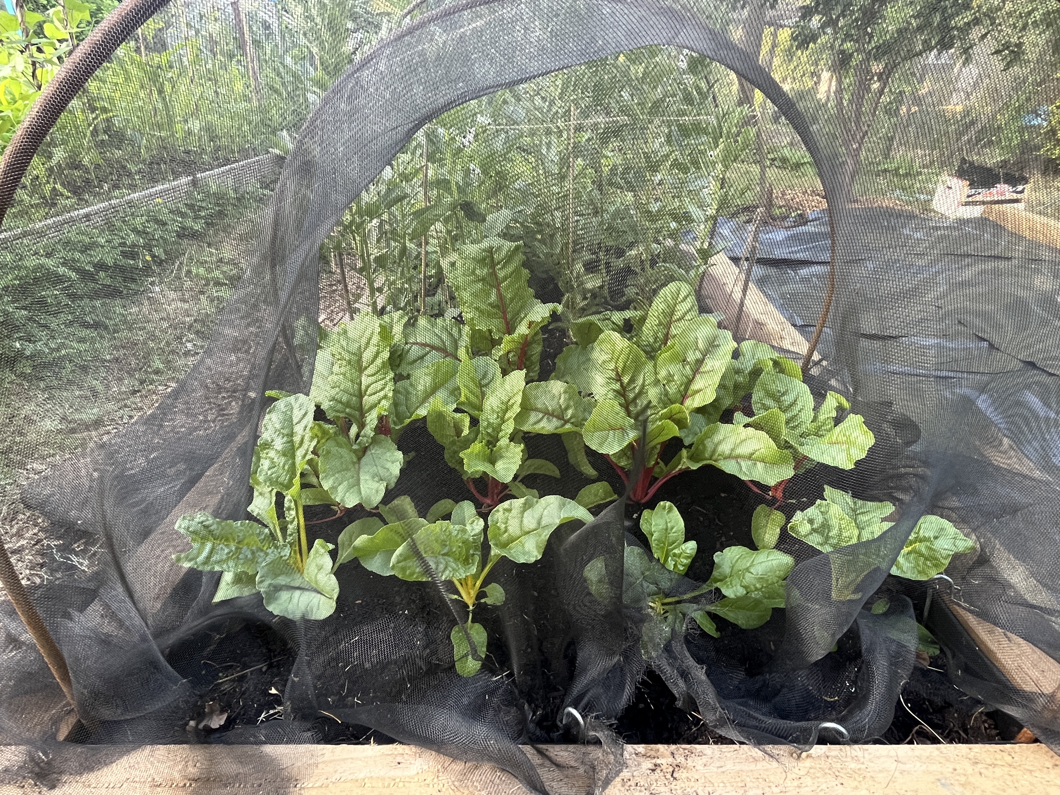Chard growing under netting