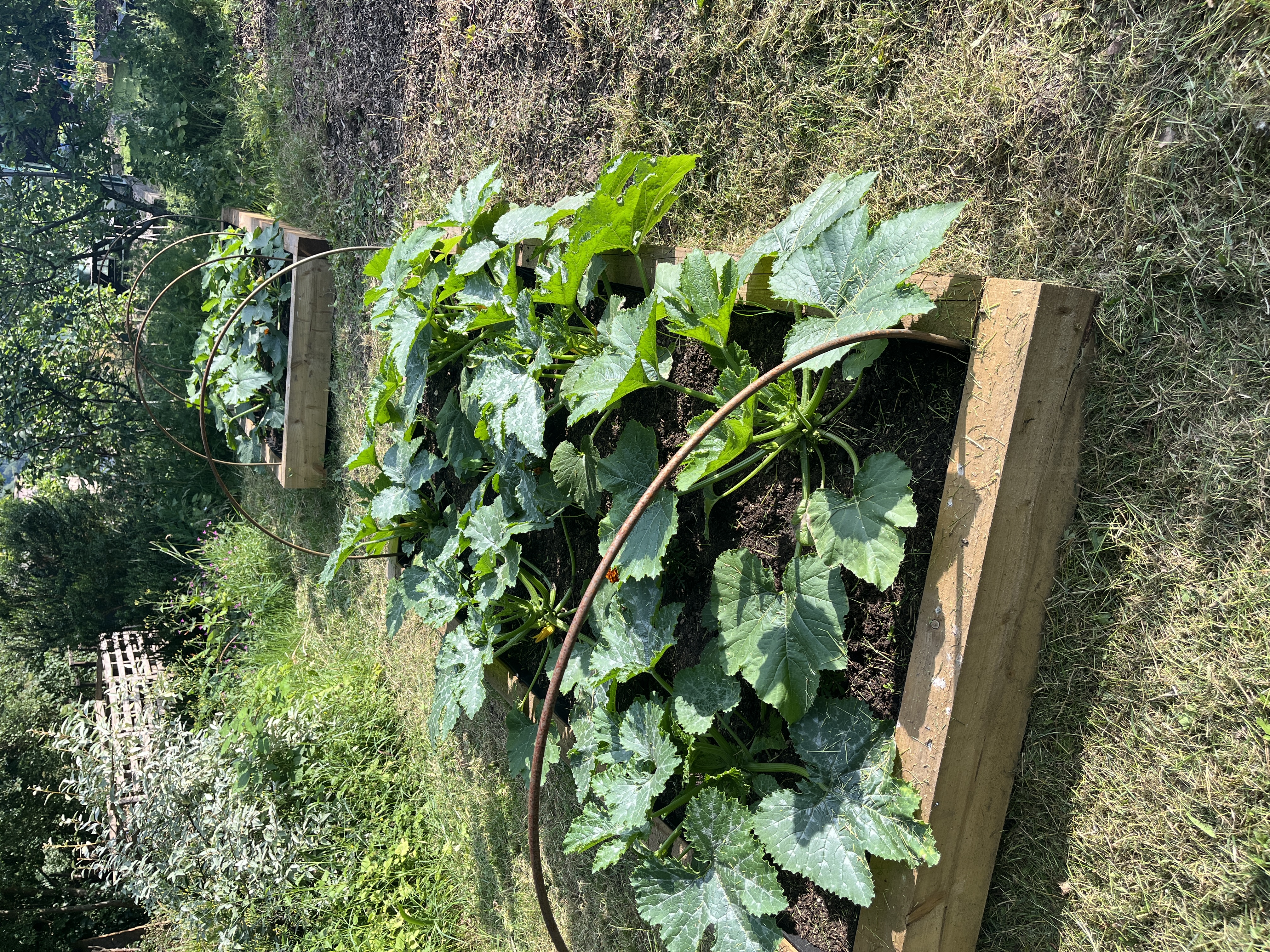 Courgette plants filling out a raised bed