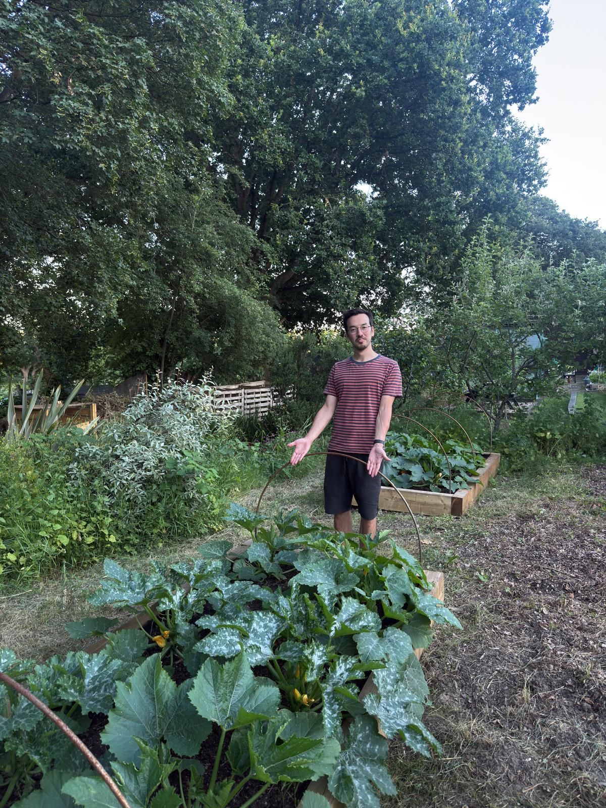 Standing proudly by the courgette bed