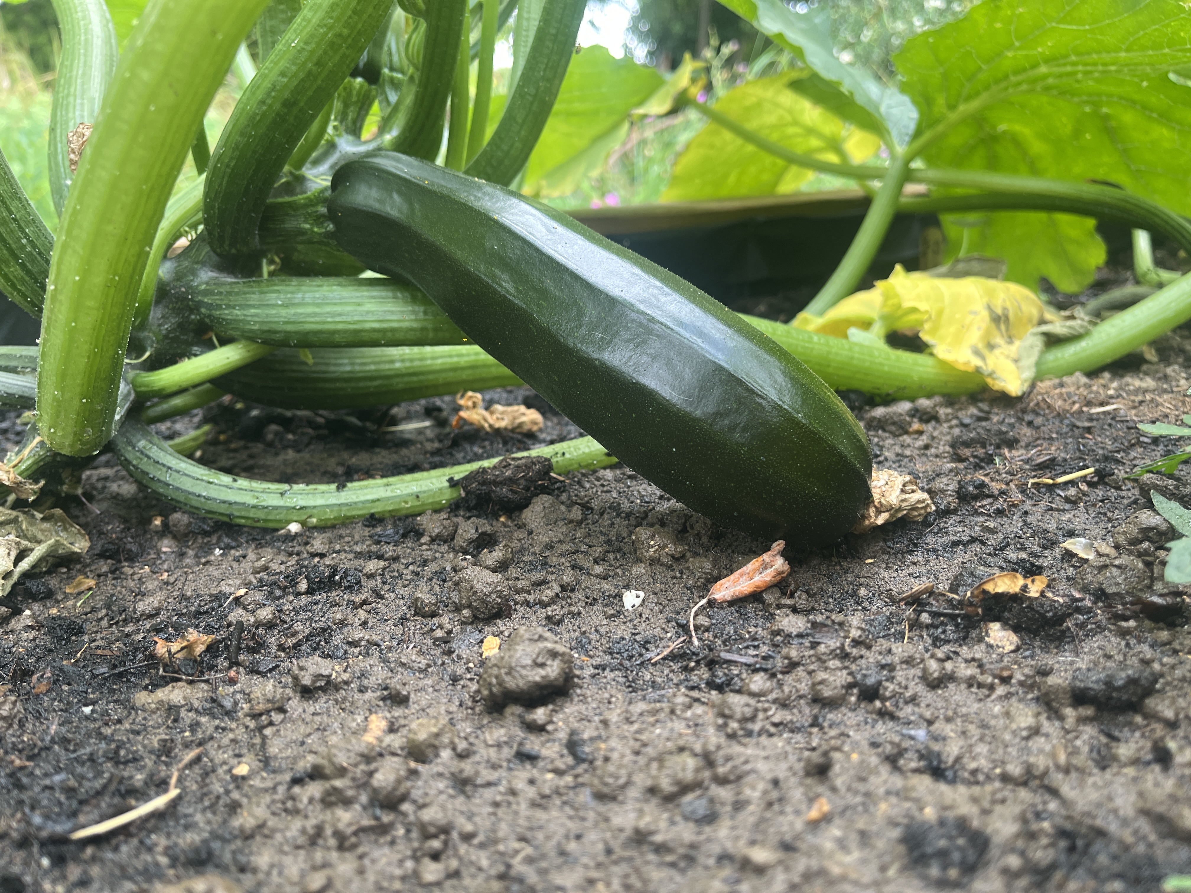 A ripe courgette ready to pick