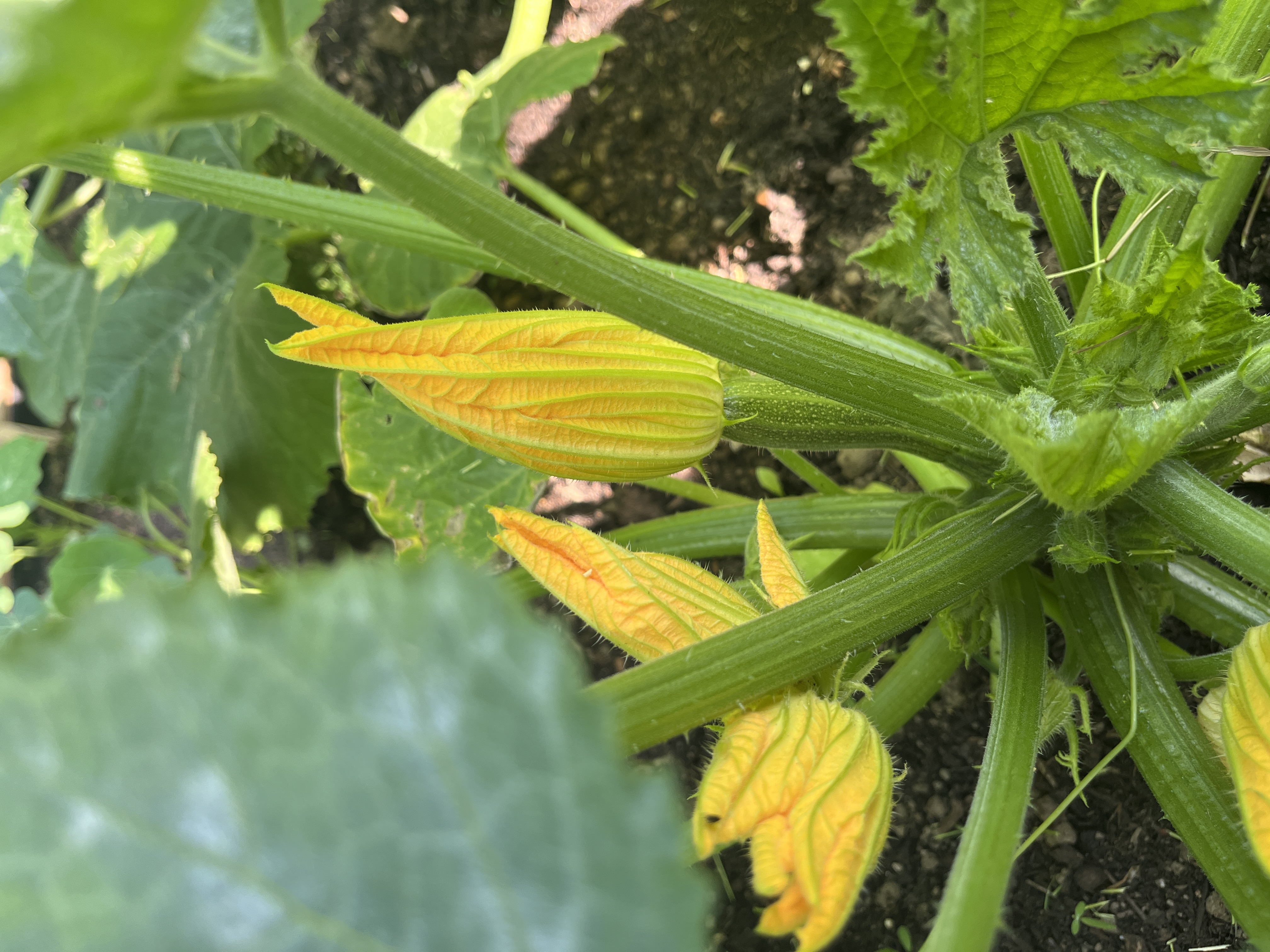 Yellow courgette flowers on the plant