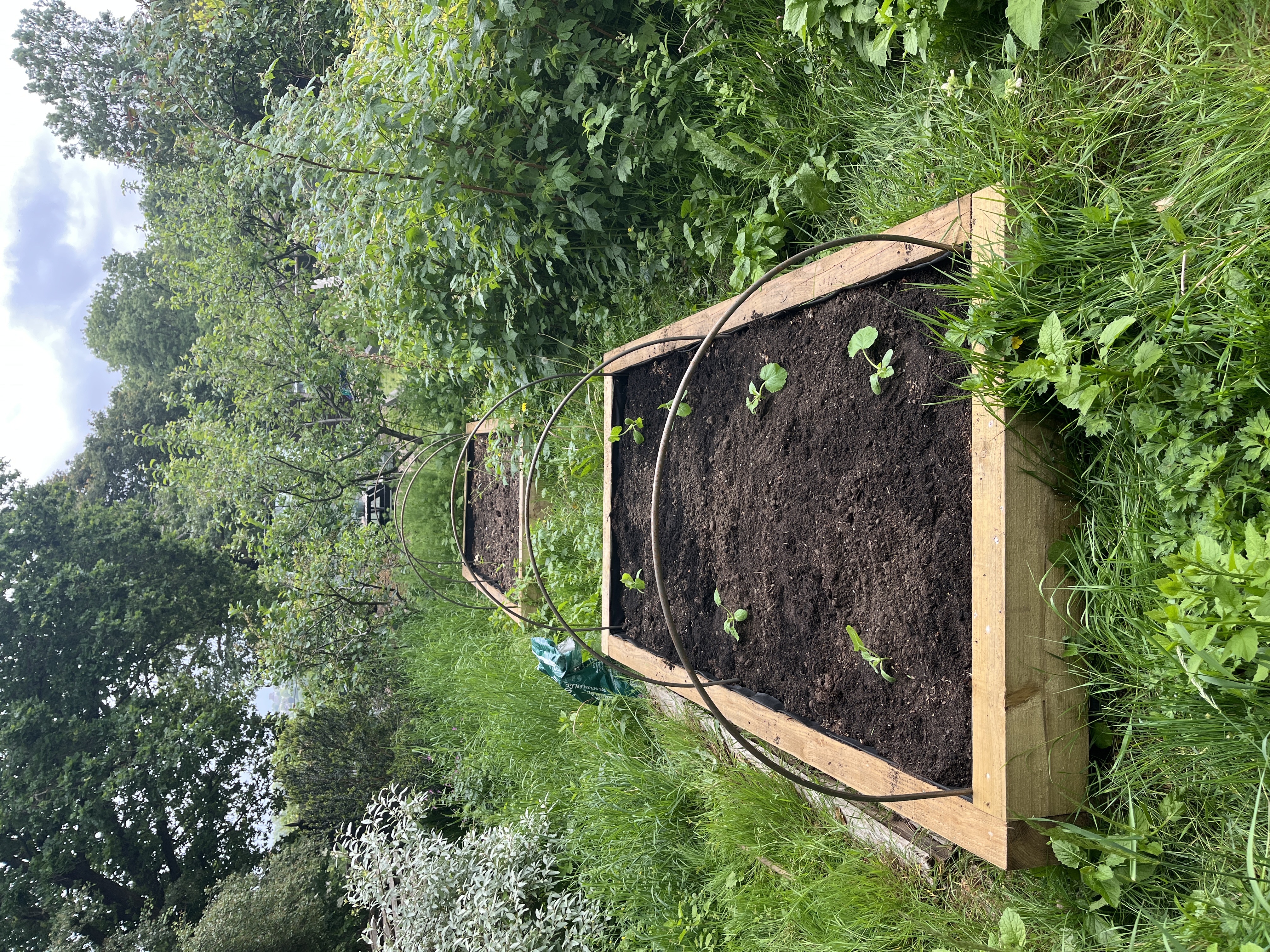 Courgettes planted out in the raised beds