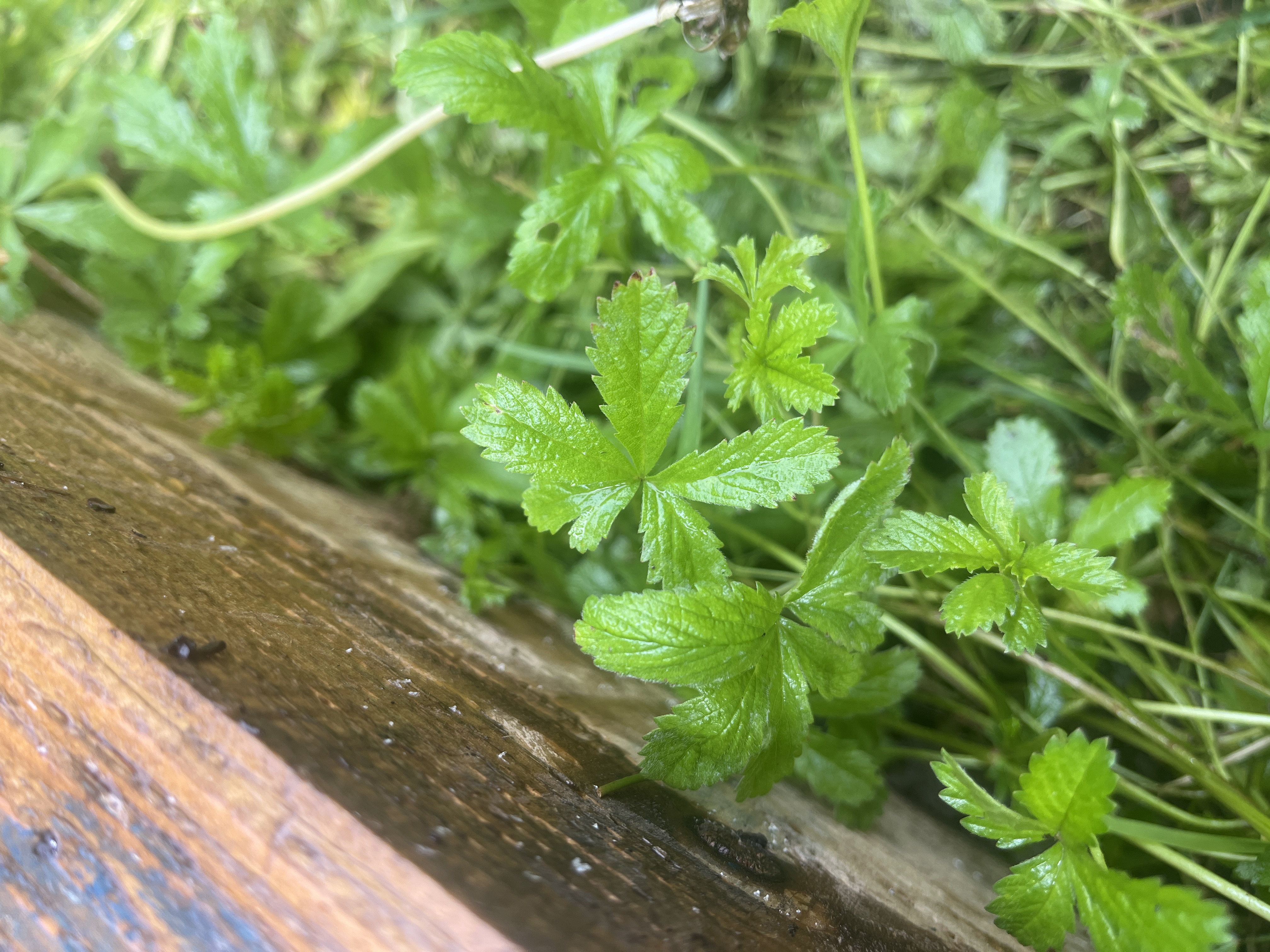 Creeping cinquefoil growing by a raised bed