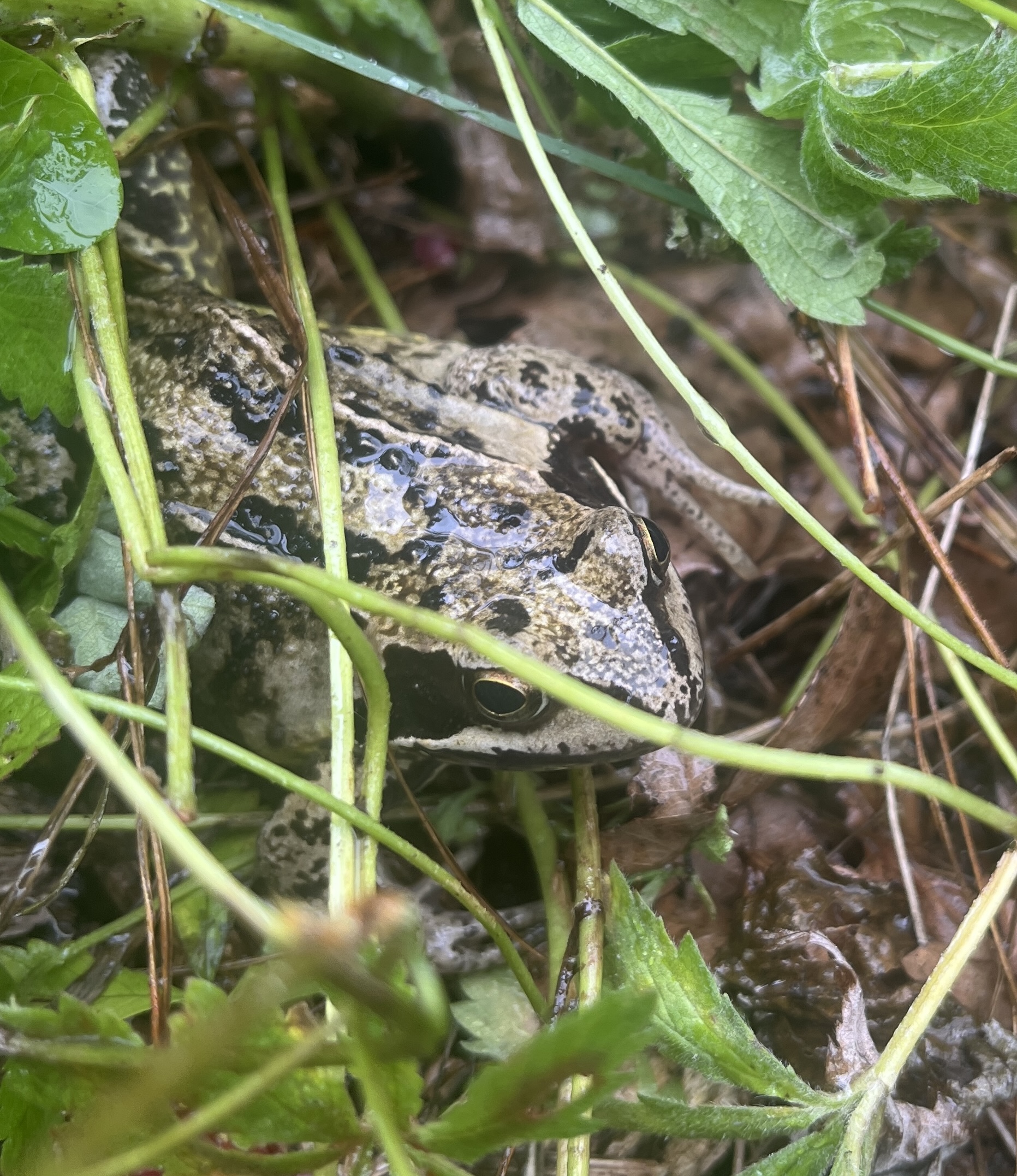 A common frog hiding in the undergrowth