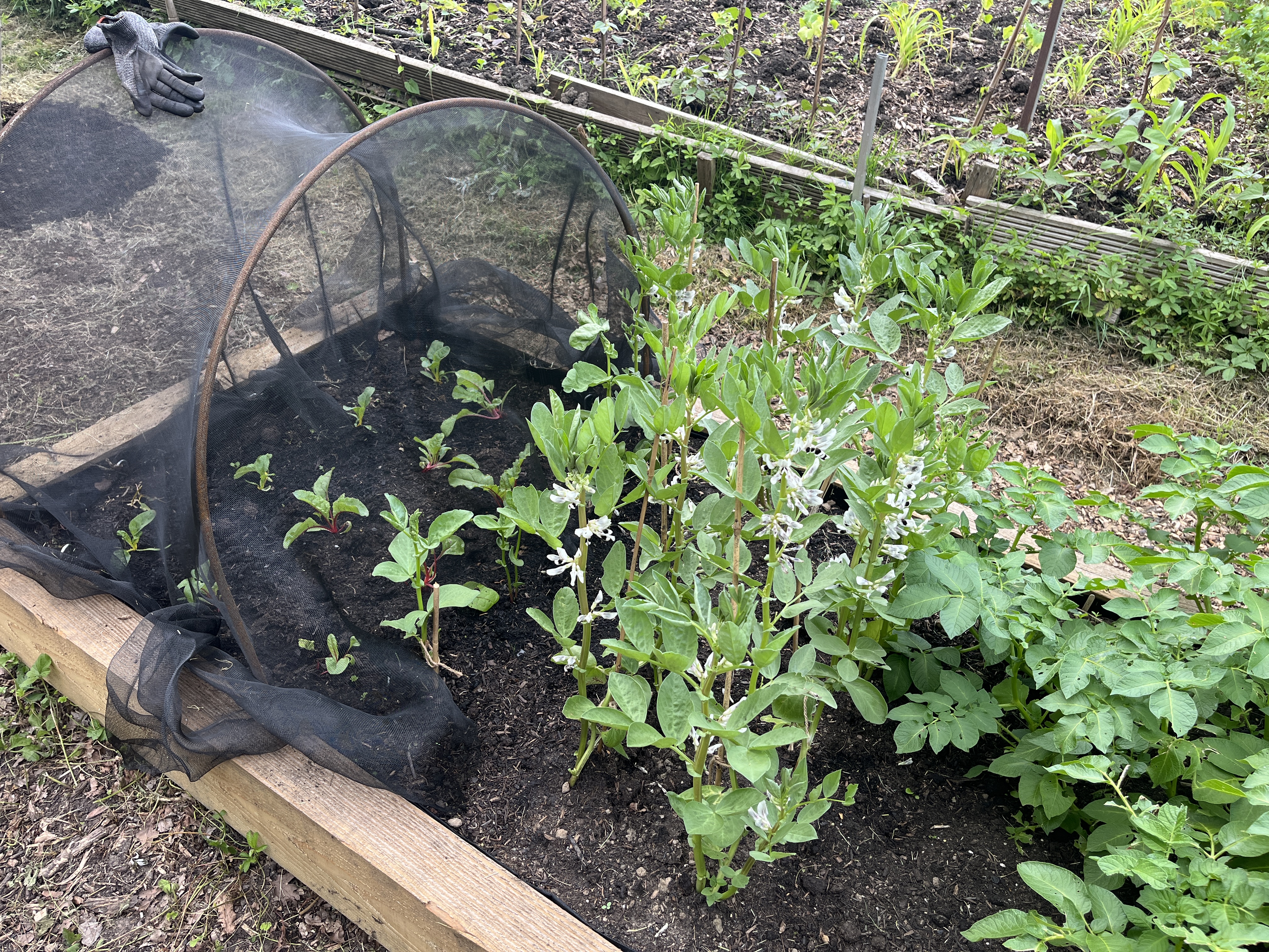 The other raised bed with chard, potatoes and broad beans