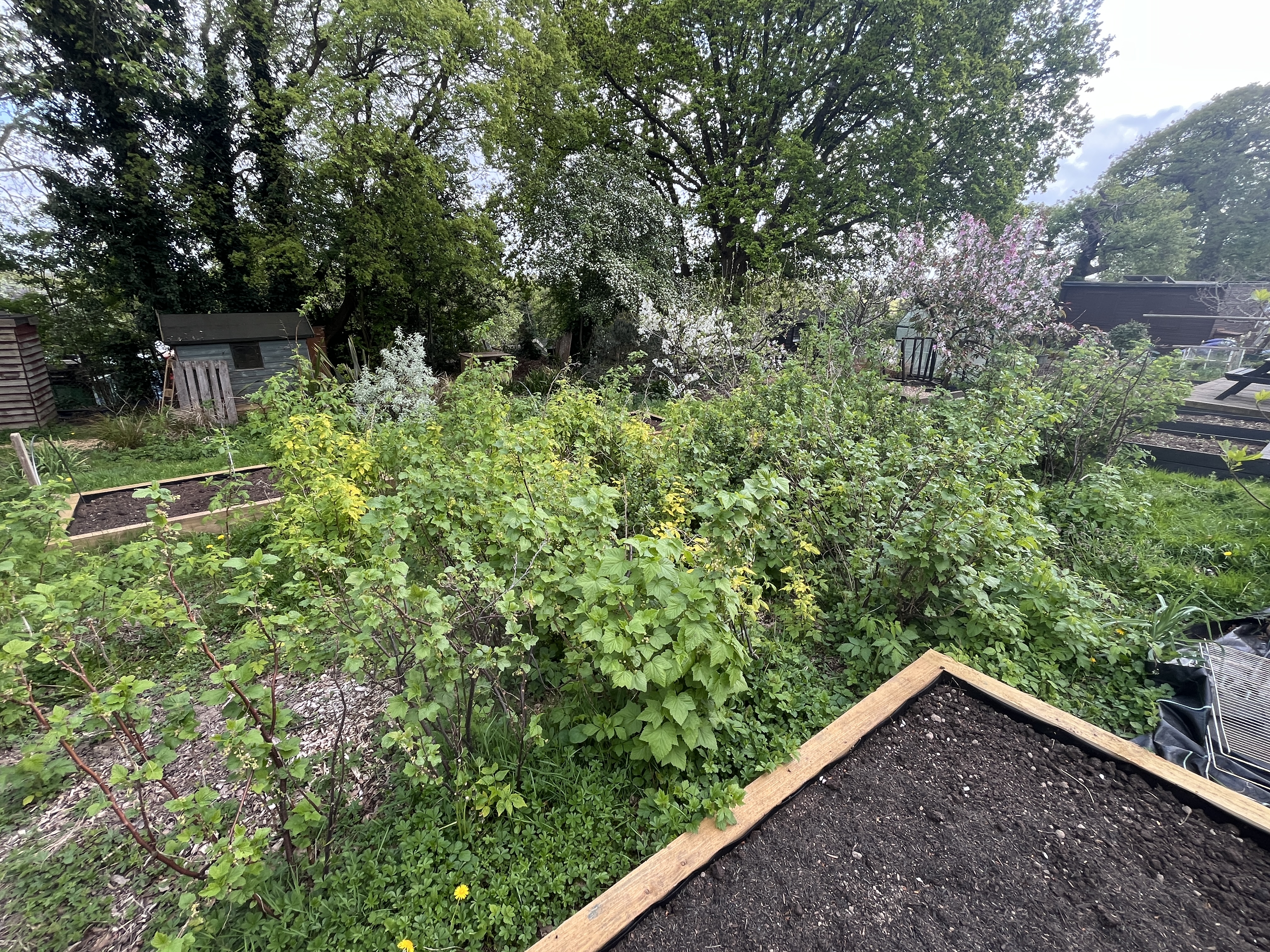 The raspberry bushes had totally exploded