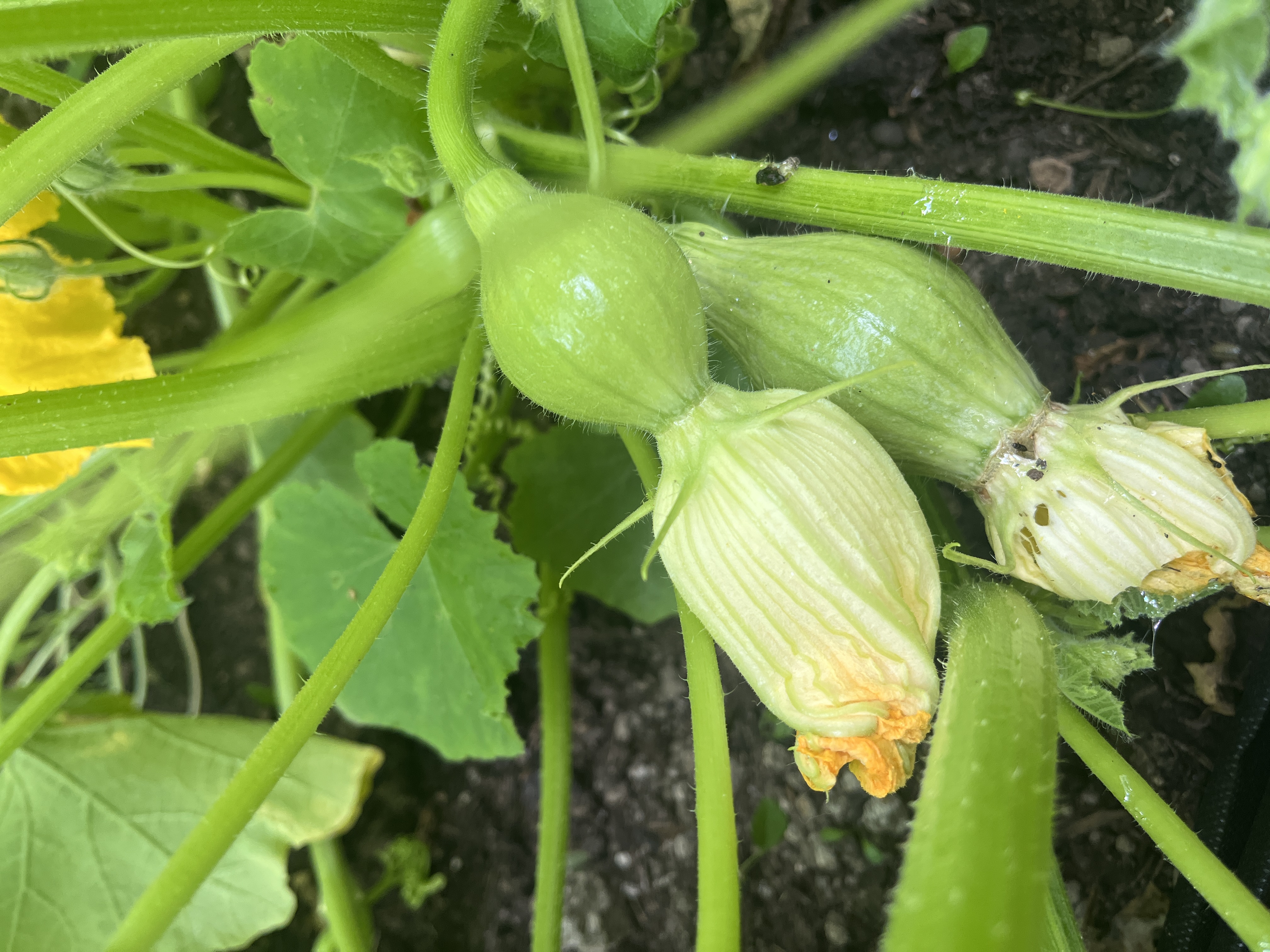 Small squash forming behind the flowers