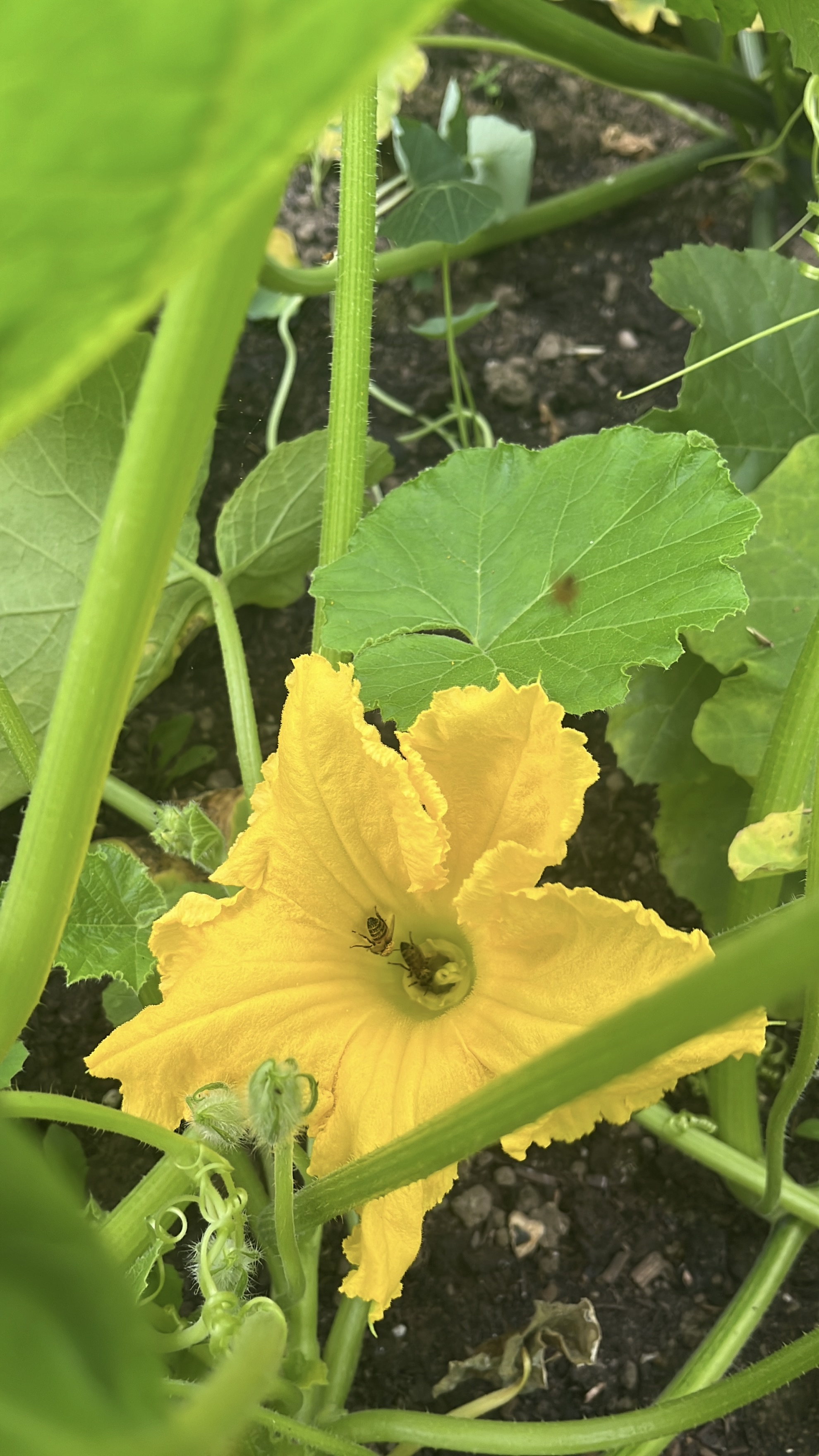 A squash flower with bees inside