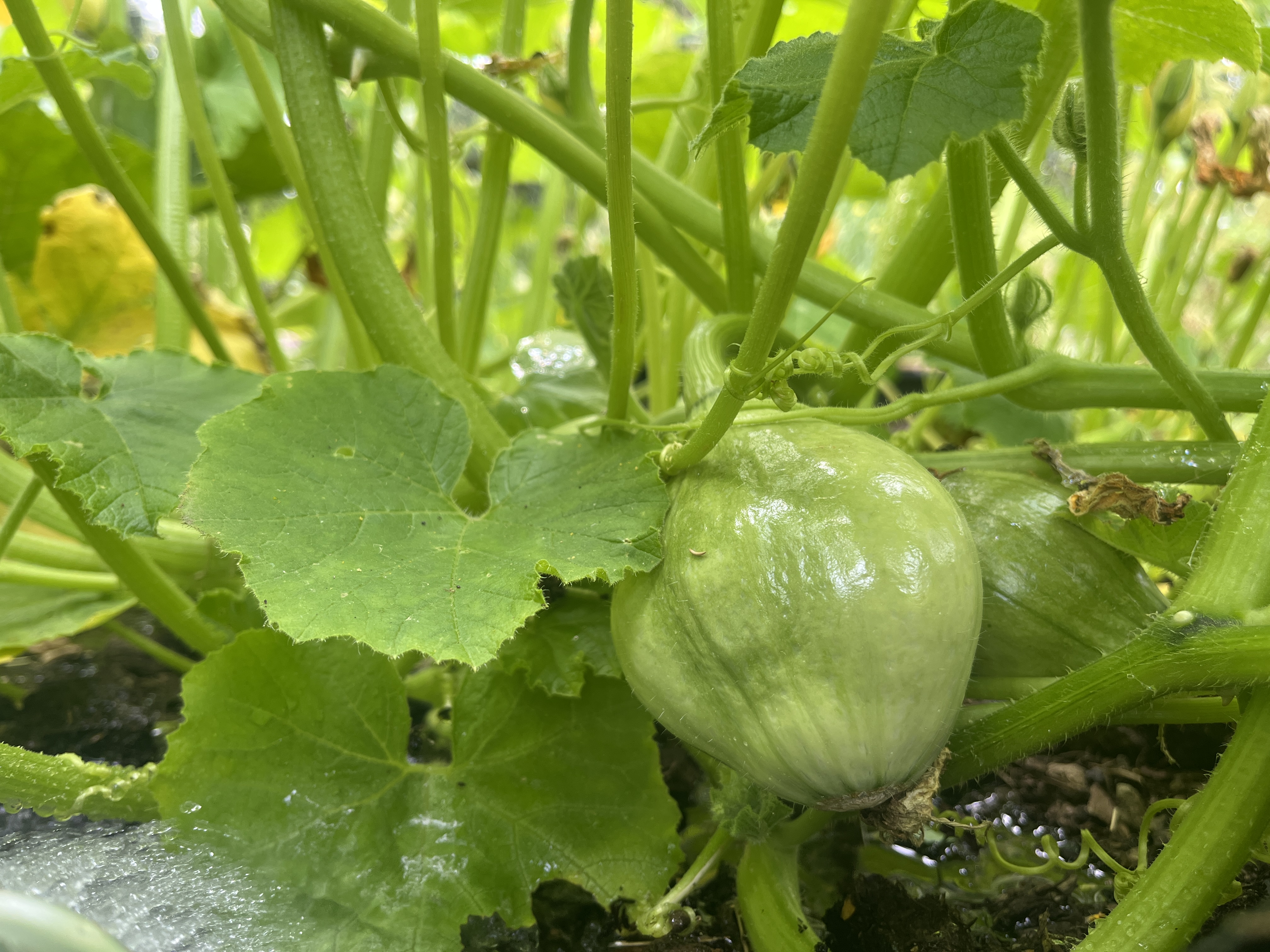 A round young squash under the leaves